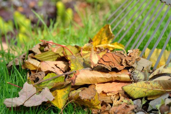 raking dead leaves for fall maintenance