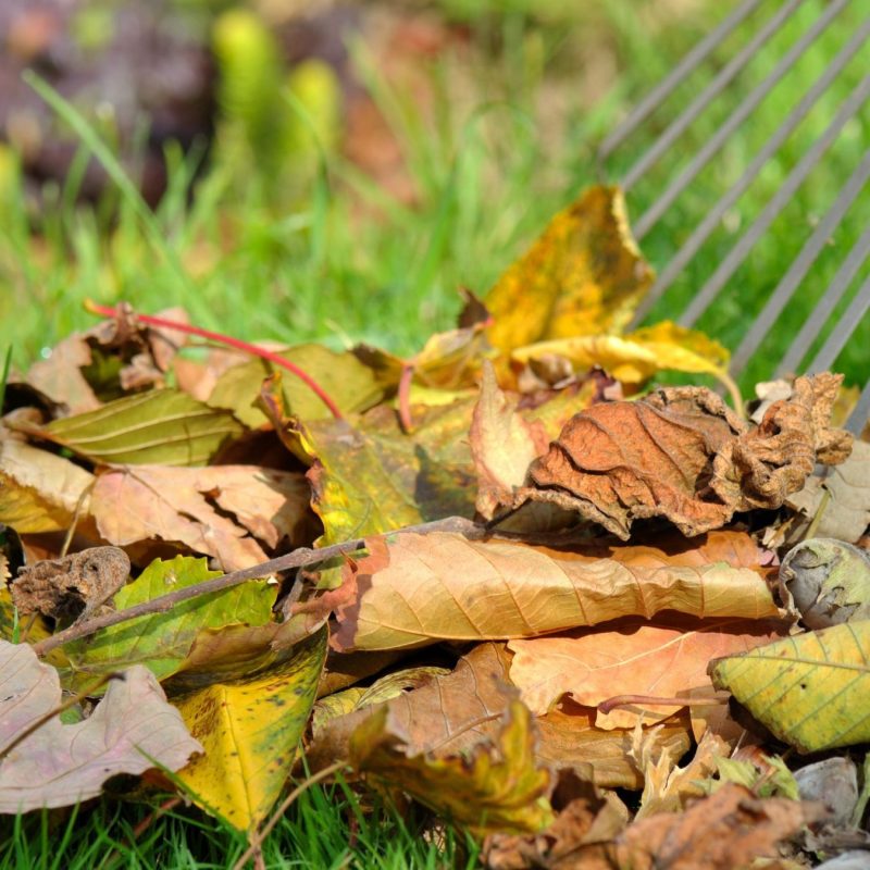 raking dead leaves for fall maintenance